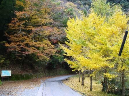 紅葉美しく彩る秋の槻木地区の写真