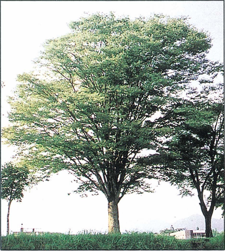 町木「ケヤキ」の写真。直立した太い幹に、扇を開いたような美しい形の樹冠をしている大きなケヤキが映っています。