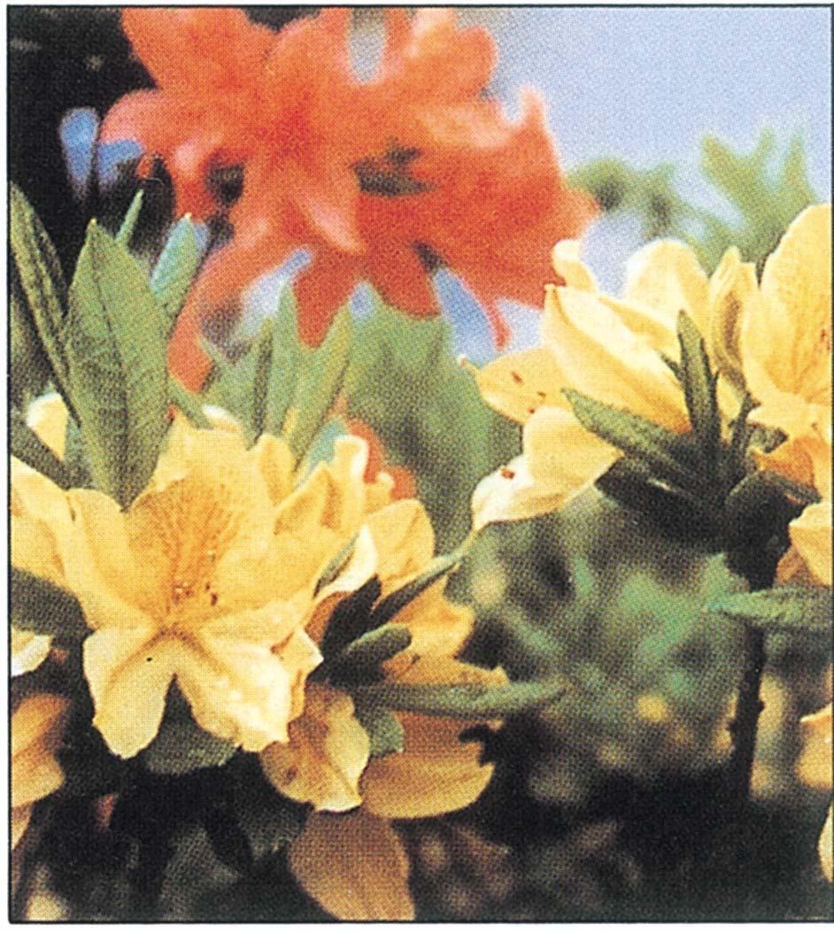 町花「百太郎ツツジ」の写真。黄色やオレンジ色の花弁が写真いっぱいに咲き誇っています。