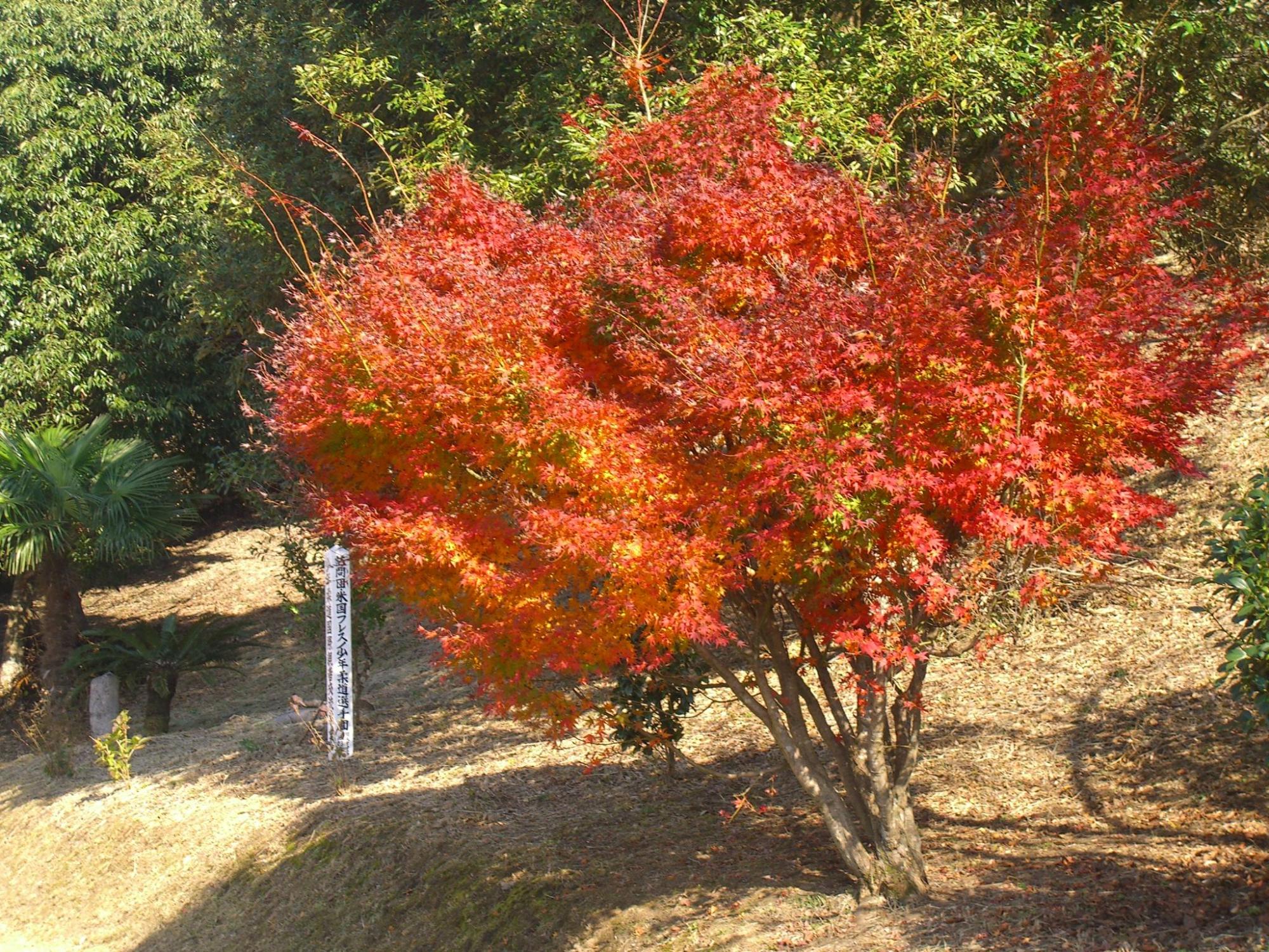 秋の季節、紅葉に彩られた妙見野自然の森展望公園の写真