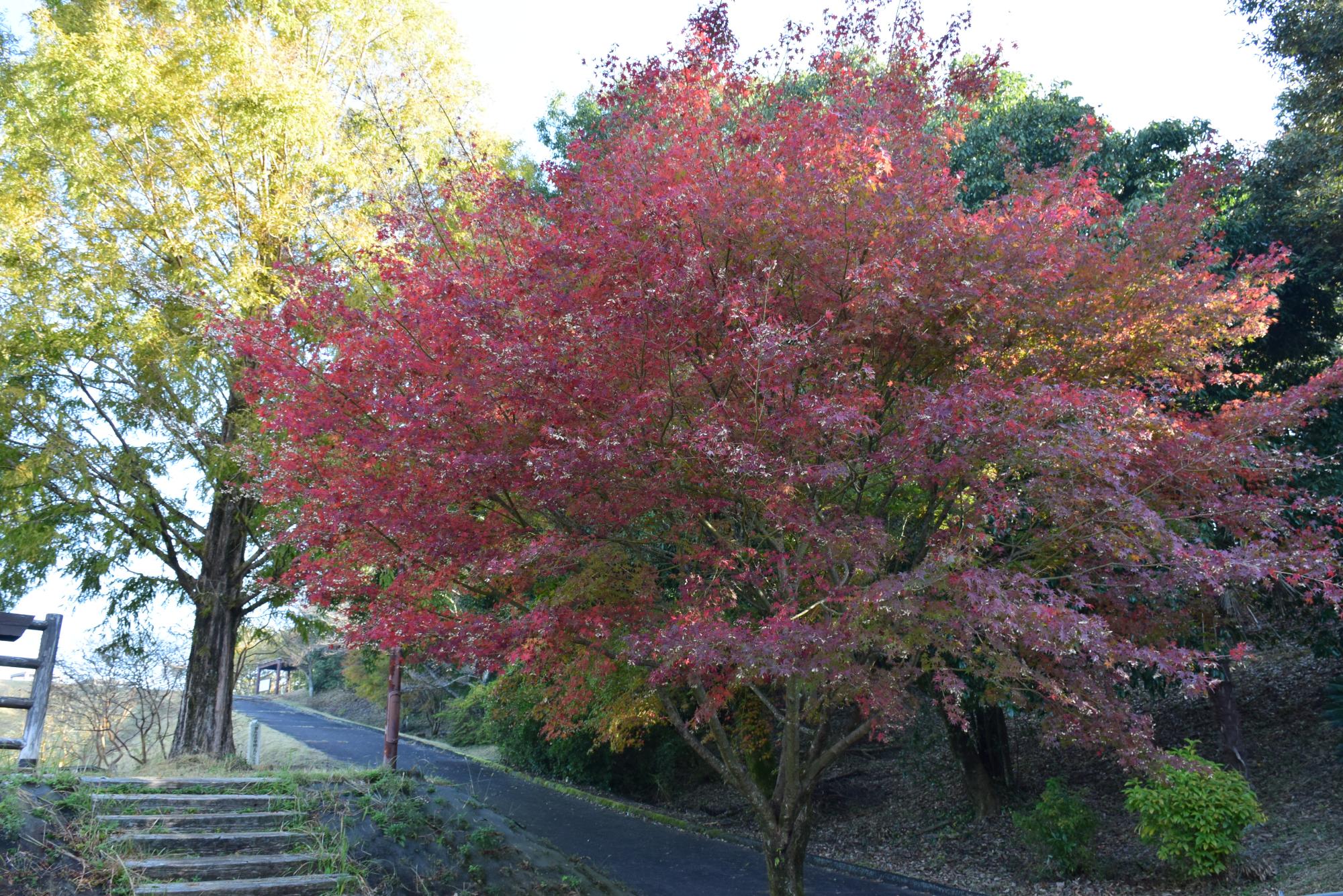 公園内で紅葉したもみじの木