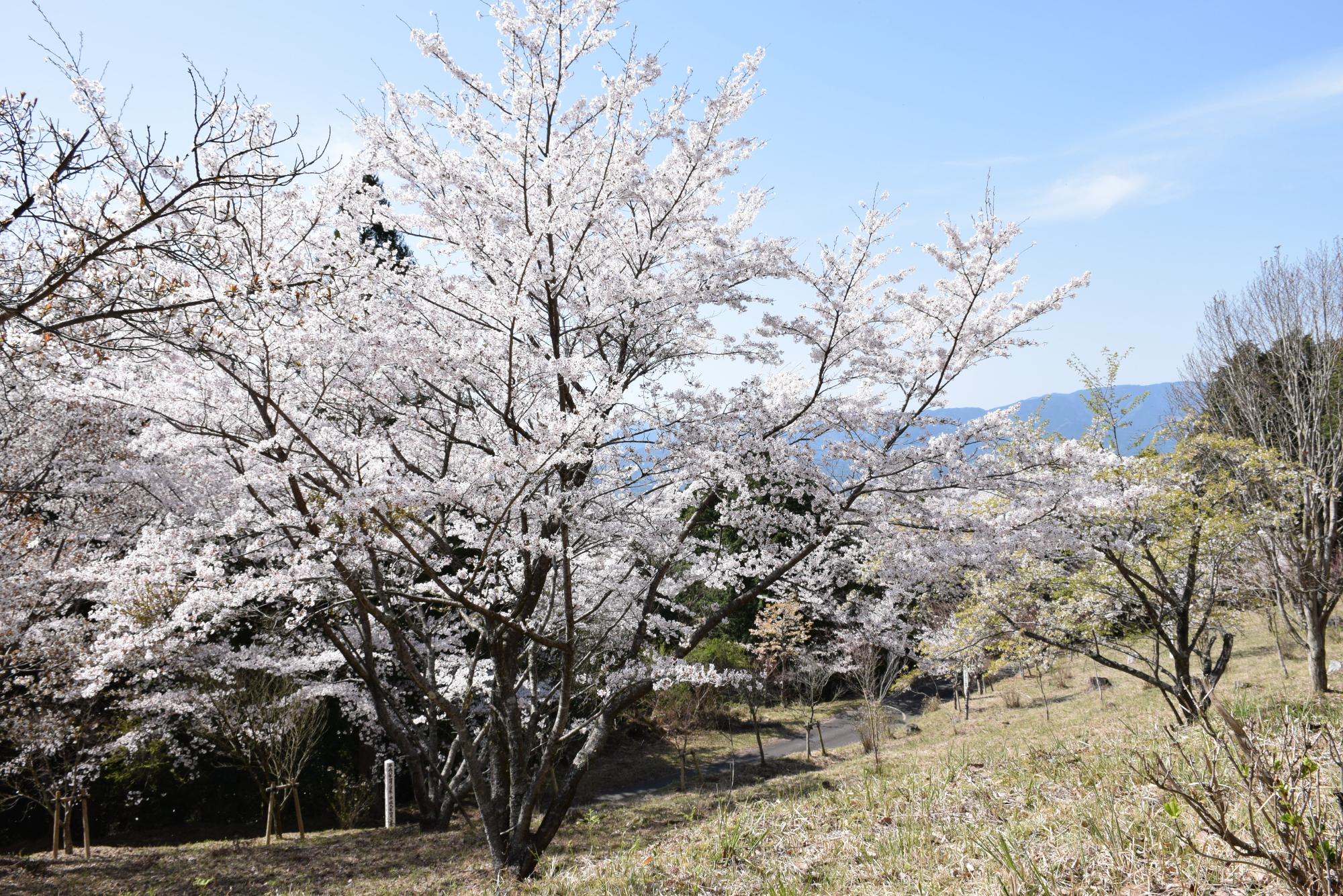 春の季節、桜が満開に咲誇る妙見野自然の森展望公園の写真