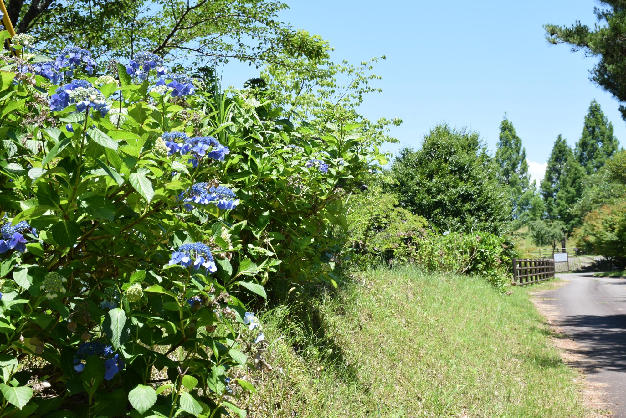 夏の季節、紫陽花が色とりどりに花を咲かせている妙見野自然の森展望公園の写真